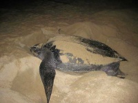 image of leatherback_turtle