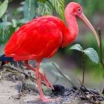 image of bird