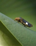 image of leafhopper #28