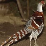 image of bird