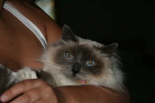 image of birman #20