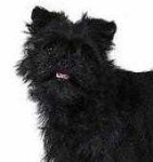 image of affenpinscher