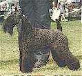 image of kerry_blue_terrier