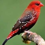 image of bird