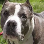 image of animal