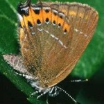 image of animal