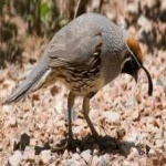 image of bird