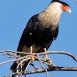 image of bird