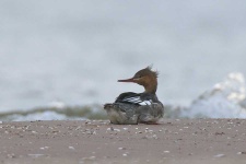 image of red_breasted_merganser