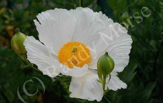 image of flower
