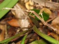 image of walking_stick