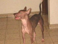 image of mexican_hairless #9