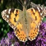 image of animal