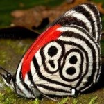 image of animal