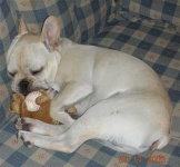 image of french_bulldog #33