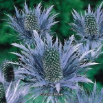 image of alpine_sea_holly #15