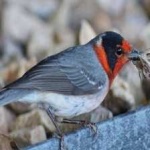 image of bird