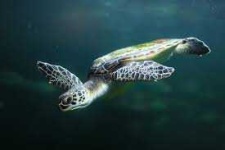 image of animal