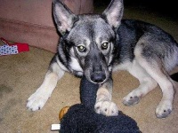 image of norwegian_elkhound #9