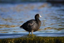 image of american_coot