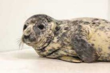 image of seal #19