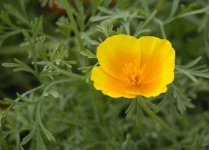image of flower