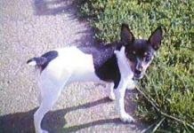 image of toy_terrier