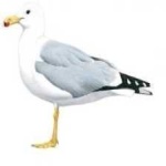 image of bird