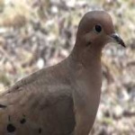 image of bird