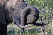 image of tusker #24