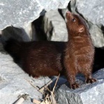 image of mink