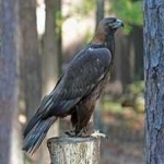 image of bird