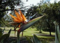 image of bird_of_paradise_flower #74