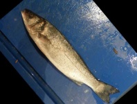image of fish