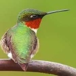 image of bird