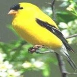 image of bird