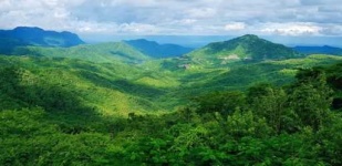 image of jungle