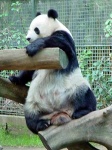 image of giant_panda