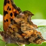 image of animal