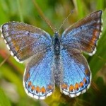 image of animal