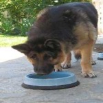 image of german_sheperd #6