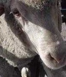 image of animal