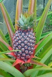 image of pineapple