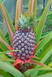 image of pineapple #23