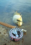 image of reel