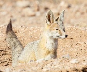 image of red_fox