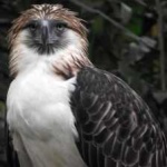 image of bird