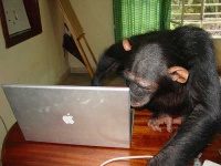 image of chimpanzee