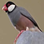 image of bird