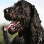 image of animal